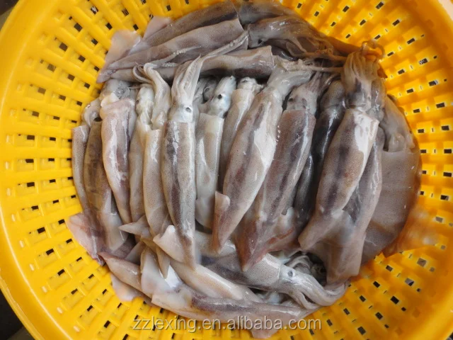 New Arrival High Quality Frozen Red Squid Loligo Bulk Style Packaging Color Feature Weight Shelf Origin Latin Type Life Variety