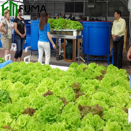 Aquaponic System Greenhouse Vegetable Cultivation Aquaponics Fish Tank