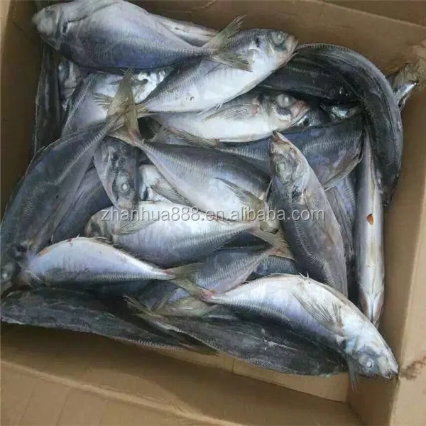 Seafrozen ставрида рыбы scad рыбы