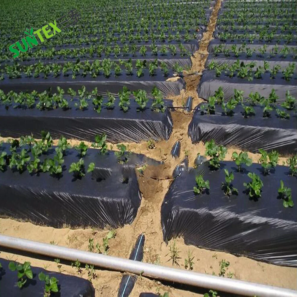 Crops Protection Agricultural Black Mulch Film, 25 Micron 30 Micron Potato Strawberry Ground Cover Poly Film