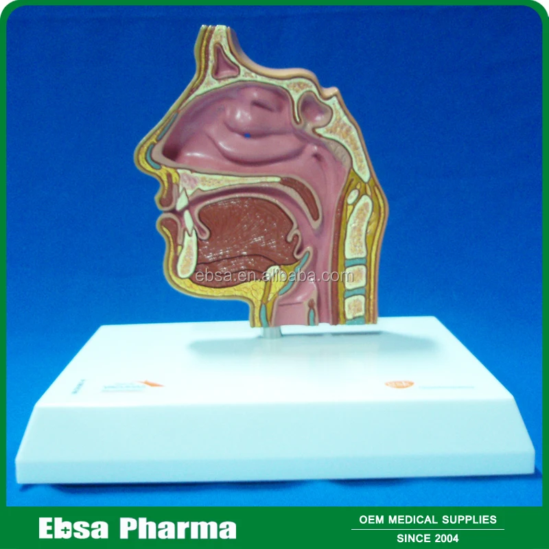 Advanced Medical Supplies Human Teaching Nasal Cavity Anatomy Model For School