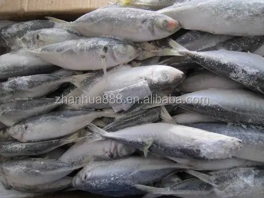 Seafrozen ставрида рыбы scad рыбы