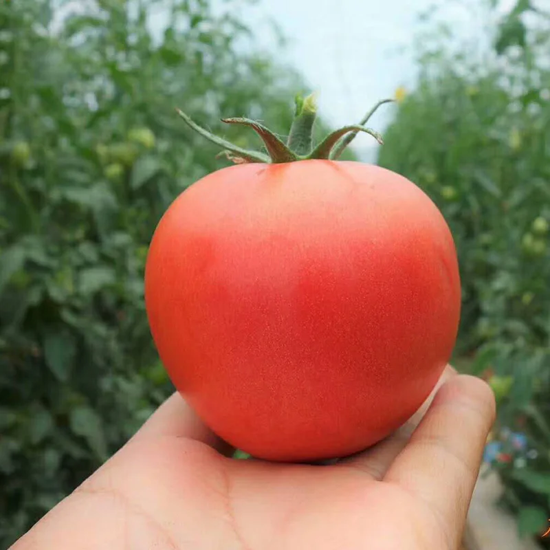 High Resistance High Yield  Tomato Seeds Red Tomato Seeds