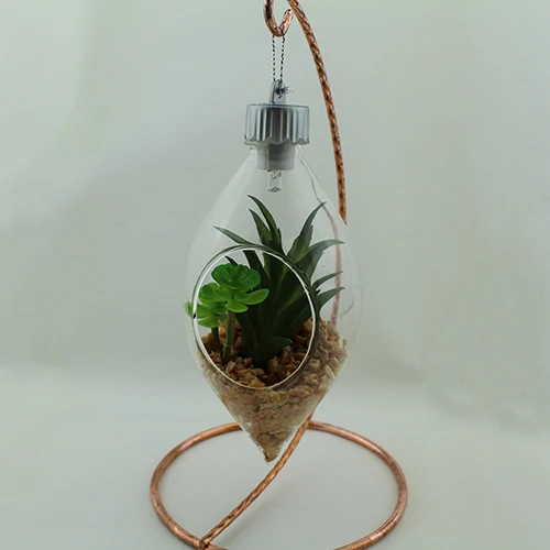 
We export succulent plants glass succulent plant potted 