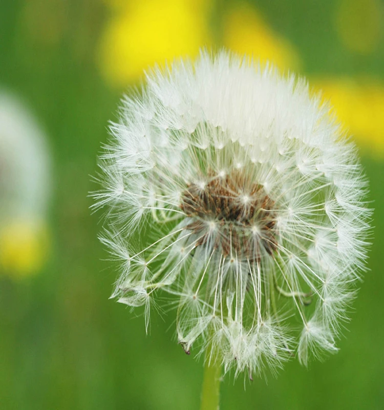 
Factory Supply Nature Taraxacum Dandelion Extract Dandelion Root extract powder 