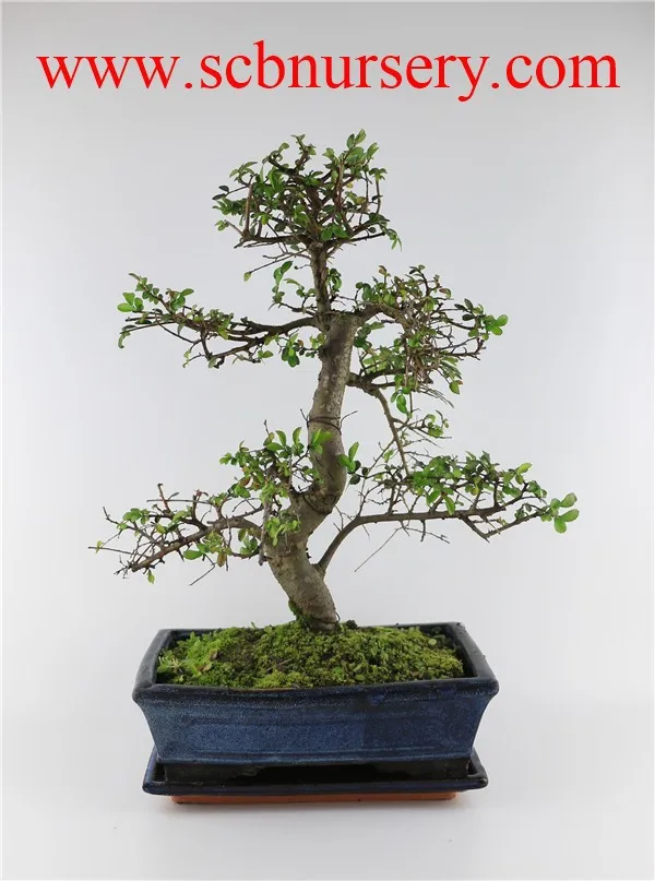 
Chinese elm indoor plant 