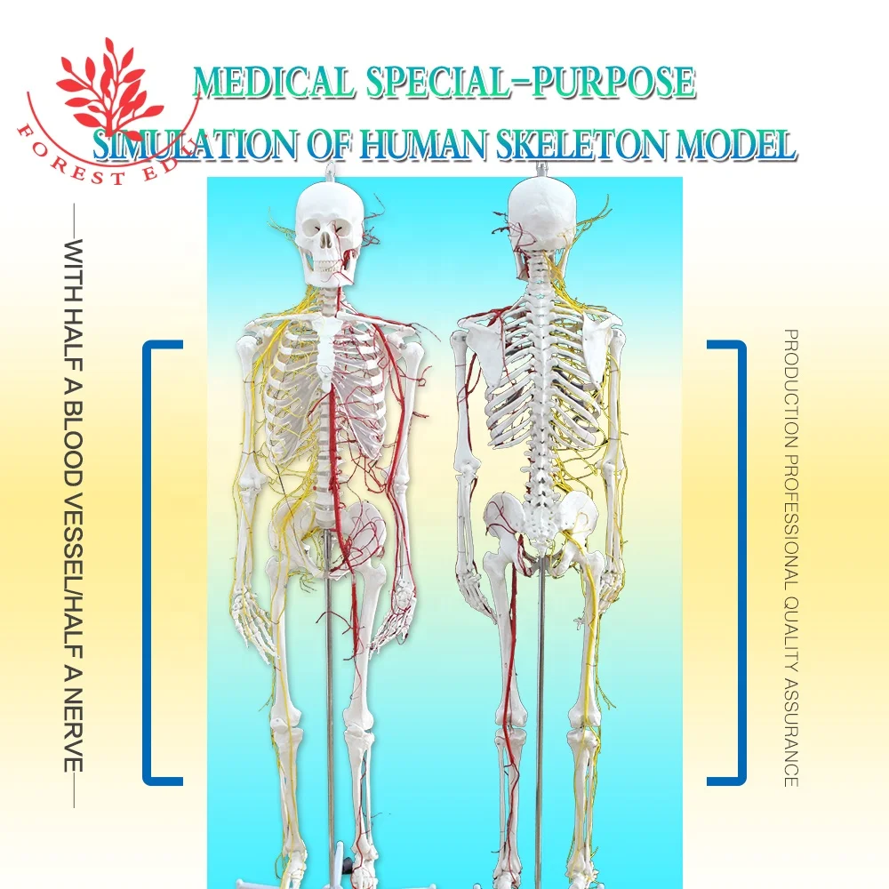 Модель анатомического скелета для обучения человеку с нервами и кровеносными сосудами