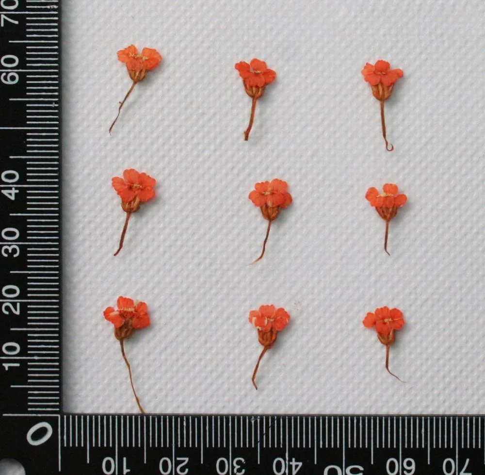  Маленькие прессованные цветы Achillea