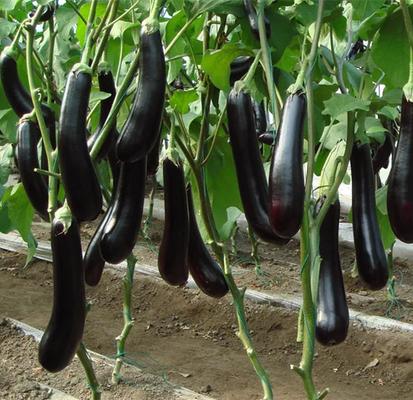 HE19 Fusong семена черного гибридного баклажана