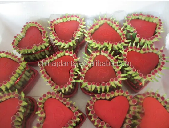 
LUCKY BAMBOO (heart shape ) 