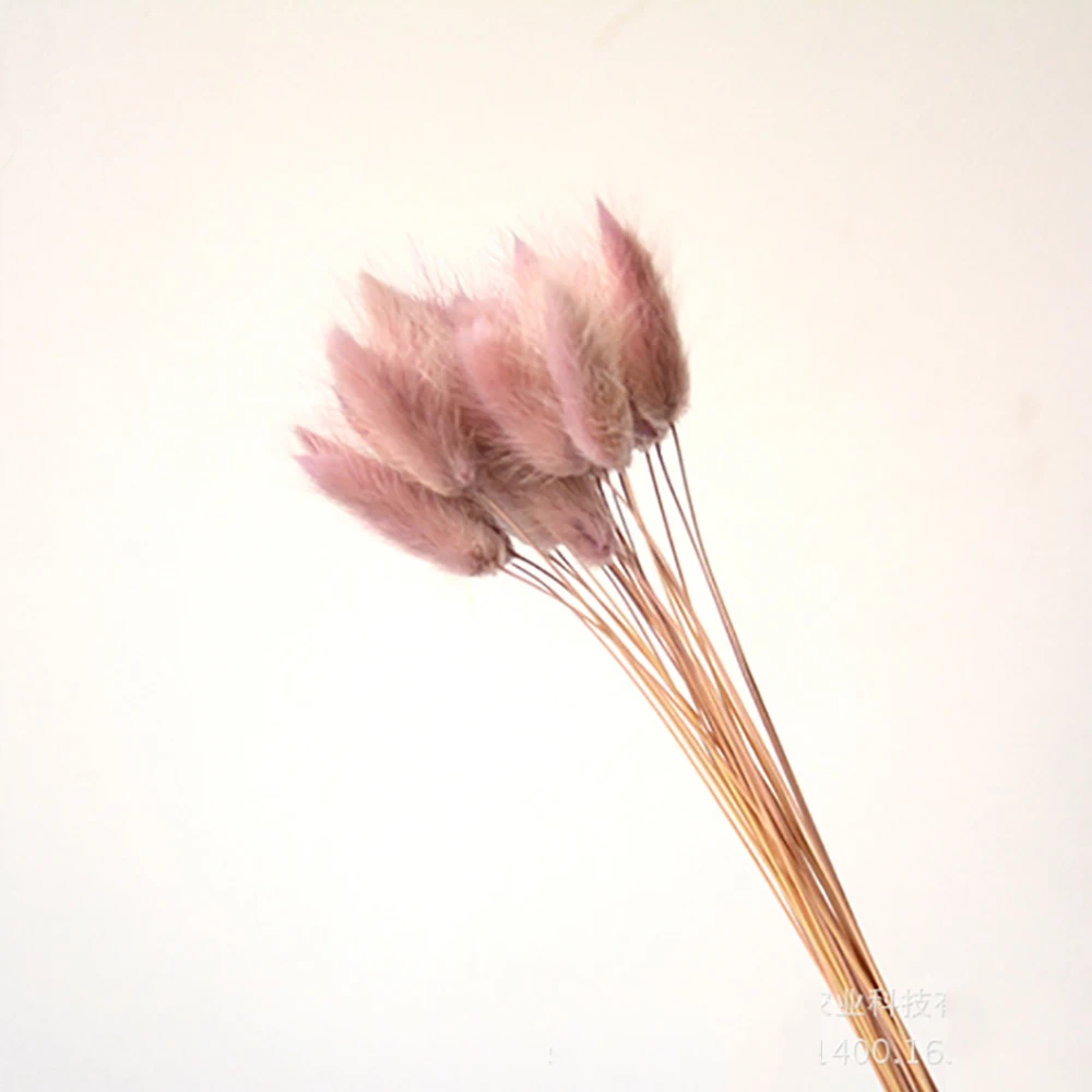 
Wholesale immortal grass immortal flower uraria crinita for home decoration 