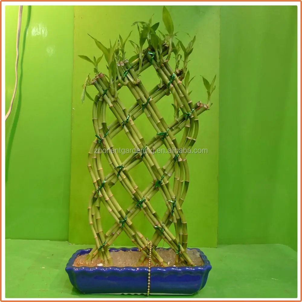 
18 stems braided bonsai tree dracaena sanderiana 