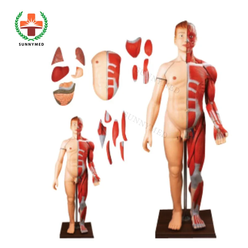 SY-N Medical human body model  80cm Human Body Muscle with 27 Parts Organs Anatomy Model