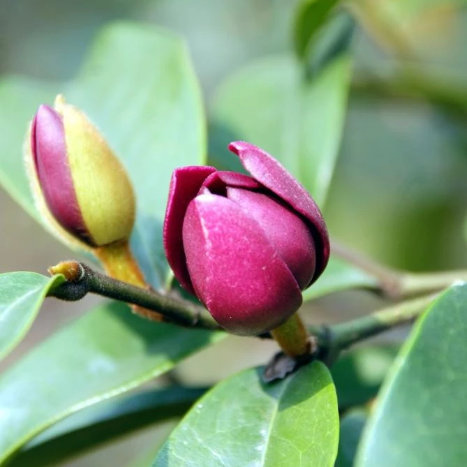Растение-кустарник Michelia crassipes рассада