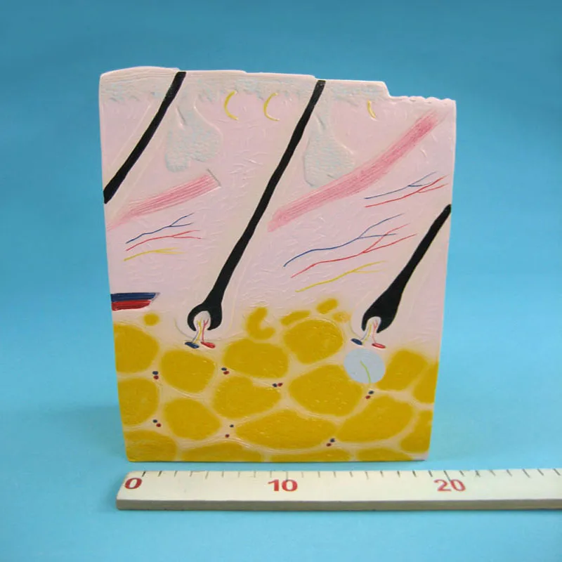 Biology Teaching Aids Anatomical Human Skin Structure Model