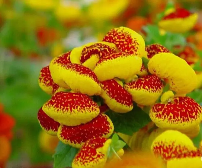 Гибридные F1 калцеолария семена цветов для посадки