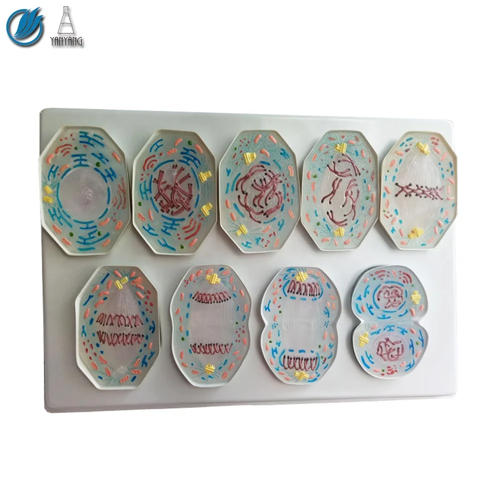 9 PCS Plastic Animal Cell Mitosis Model