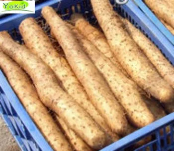 Grade A Fresh Chinese Honey Yams