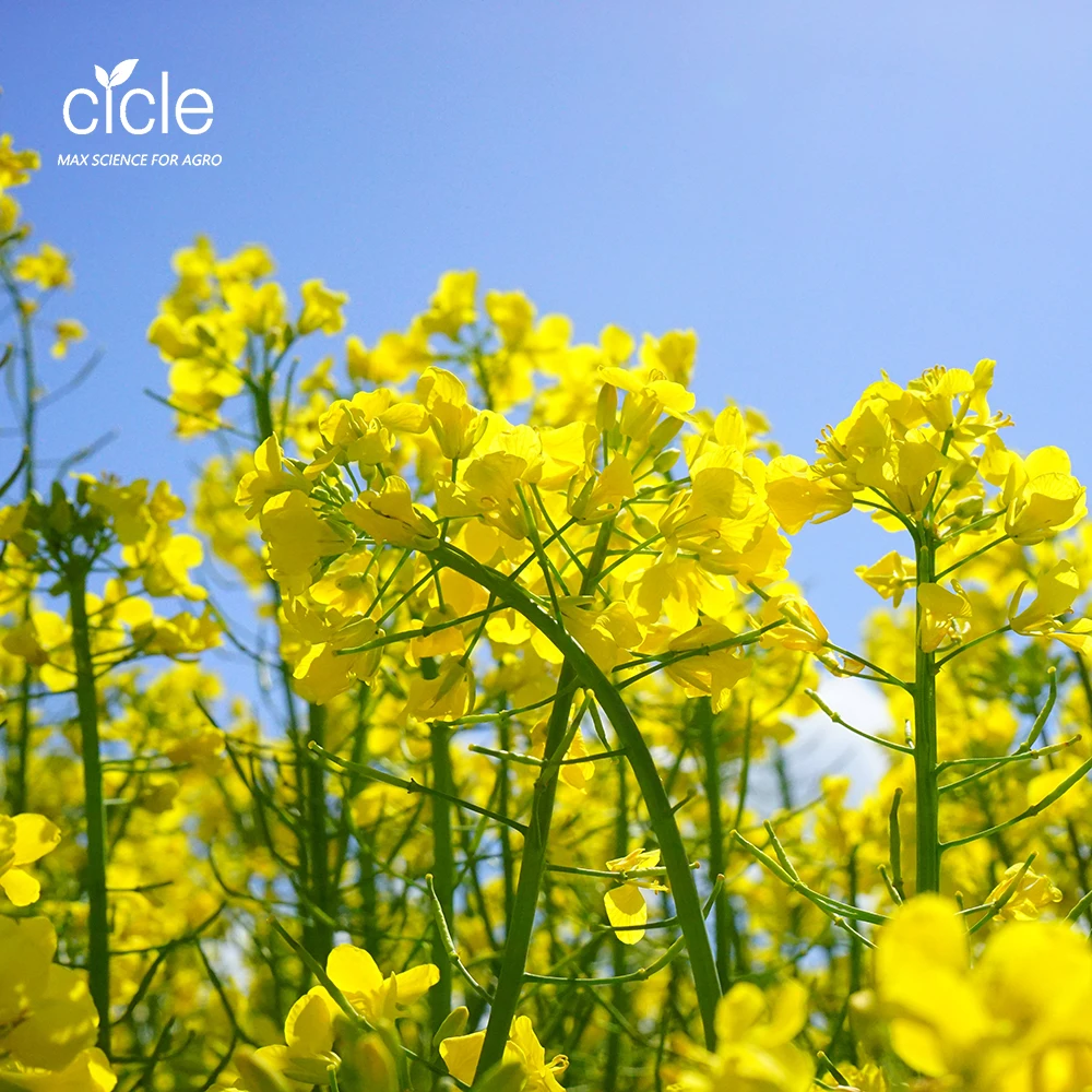 Капсульная упаковка брассинолид BR PGR регулятор роста растений для сельского хозяйства образец доступен cas 72962-43-7; 80483-89-2