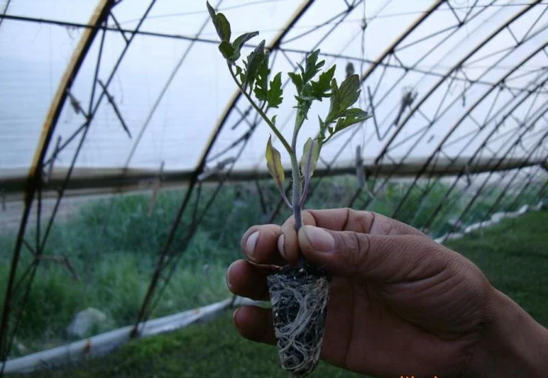 agriculture Organic fertilizer with organic matter beneficial bacteria  rooting seeding vegetable fruit crops wheat rice