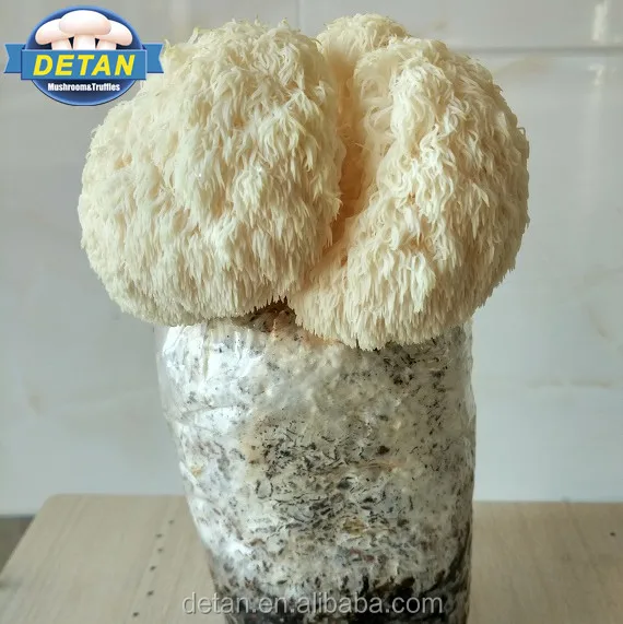 Детань герициум эрнацеус Спаун/гриб культура