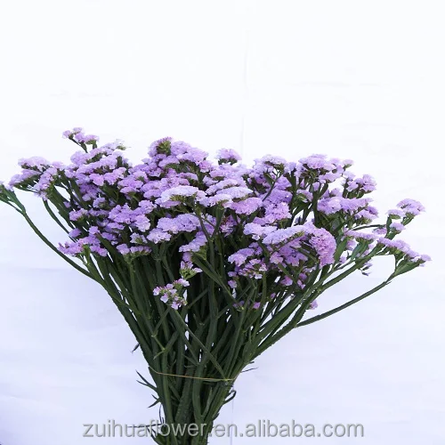 forget me not Fresh cut flower for floral Bouquet material