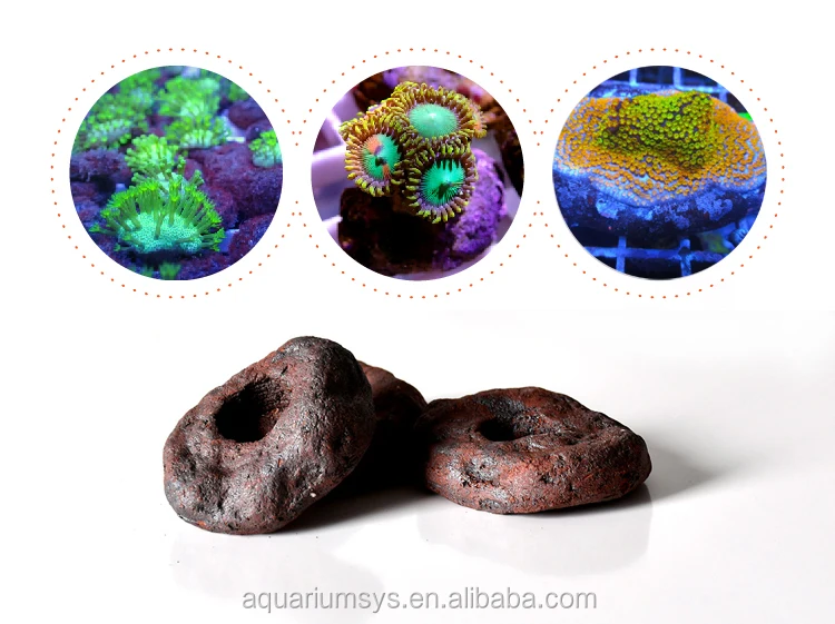 
ASFD-O/L - AS Fraggie Holic Coral Frag Disc Ceramic Base Coral Reef Frag Plug 