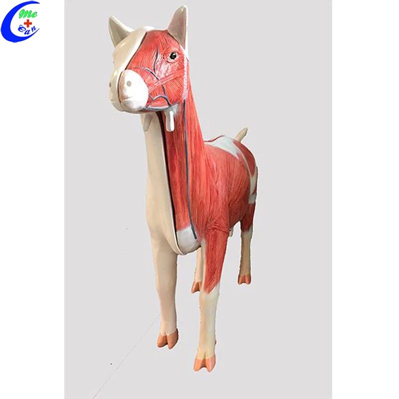 Medical Teaching Cattle Animal Bovine Anatomical Dissection Model Vet Animal Cow Anatomy Model