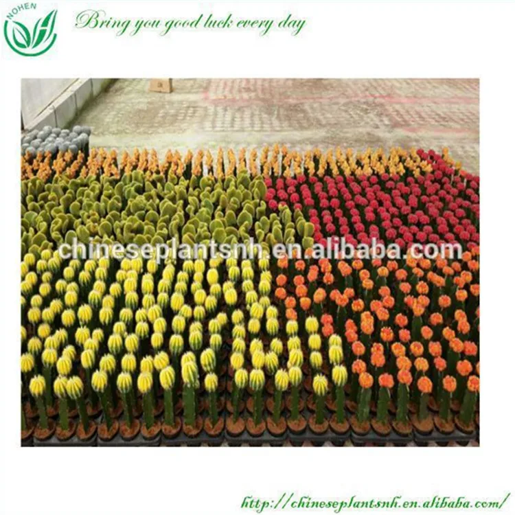  Неограненные комнатные кактусовые растения gymnocalydium Mihanovichii