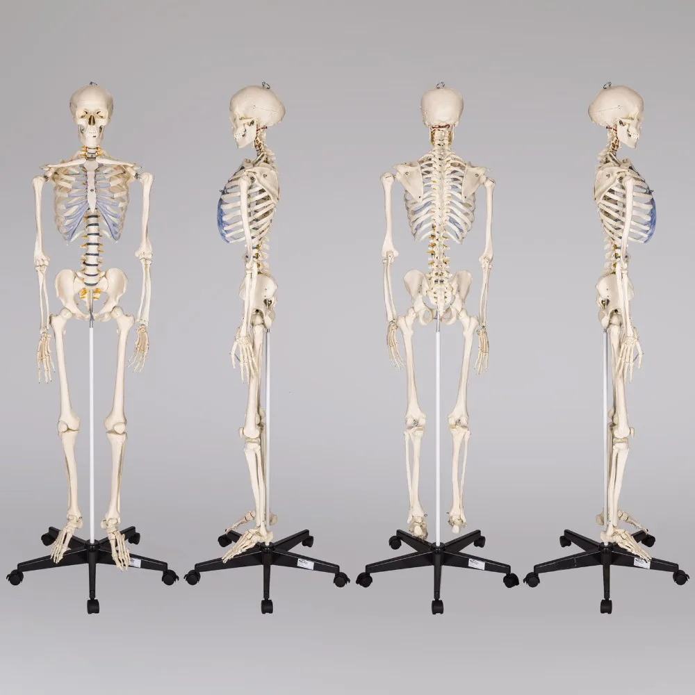 
Buddy the Budget Skeleton Human Skeleton Anatomical Model Life Size & 2 Charts 