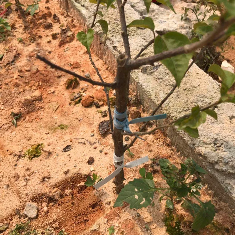 
Elastic rubber tape natural rubber based grafting & budding tapes rubber strips for budding and grafting 