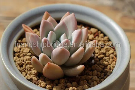 Wholesale Graptoveria Opalina succulent bonsai
