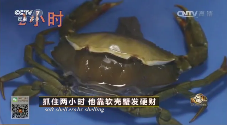 Софтшелл Краб фермерская коробка-система RAS