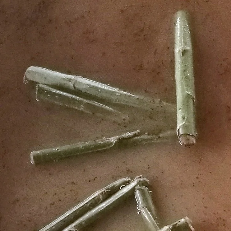 
Yang shu fast growth cold resistant not catkin male Alamo trunk cutting plants 