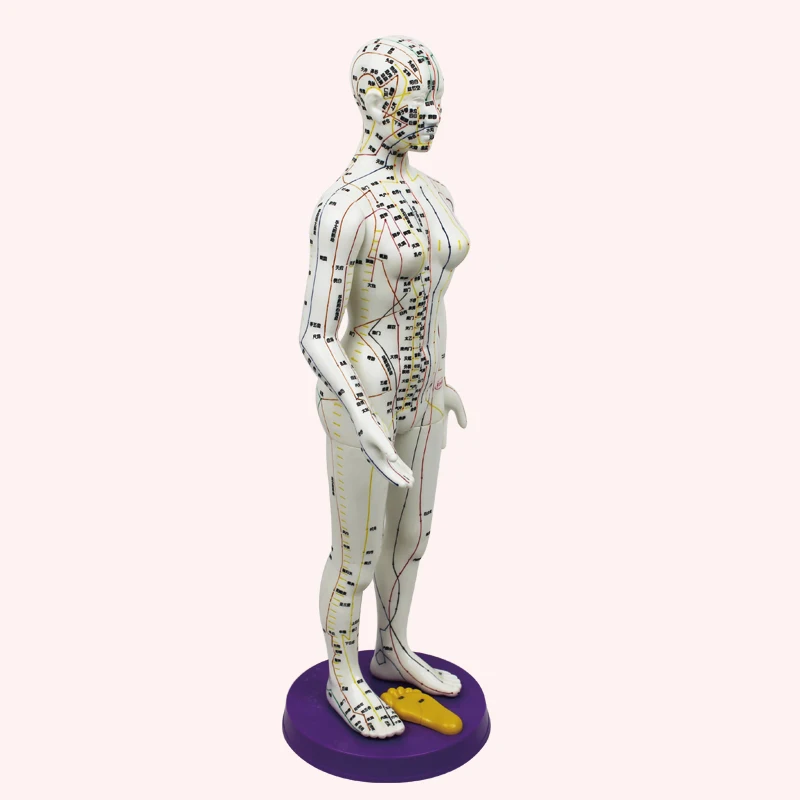 
Ultra clear meridian male and female human body model 