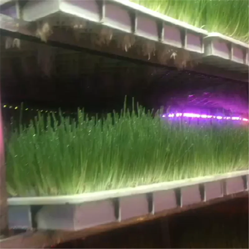 2020 Hydroponic seeds germinate machine/green fodder making barley breeding room/automatic bud seedling equipment