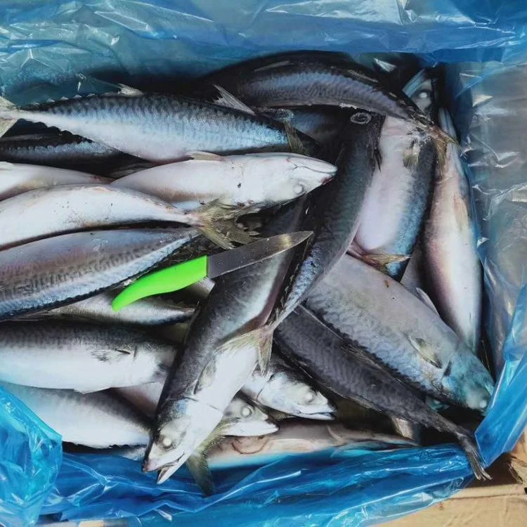 Seafrozen Pacific Mackerel Fish Price 300-500
