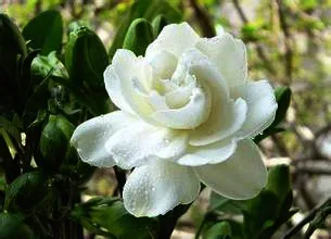 China Tea Supplier Jasmine Scented Green Tea Powder Extract