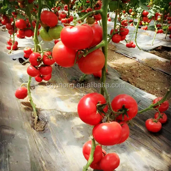 Loreal F1 Big red fruit heat resistant hybrid tomato seeds