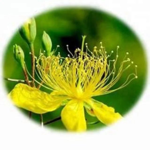 Hypericum Perforatum P.E.