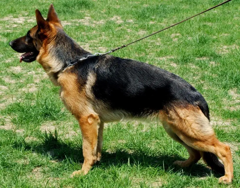 Walking Training Leads for German Shepherd Leather Training Leash