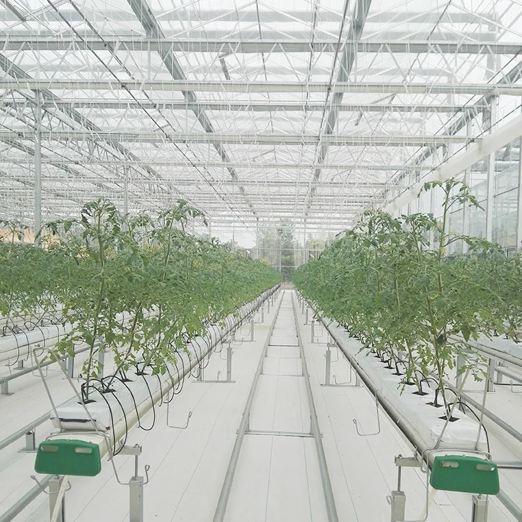 
Agricultural Glass Panel Galvanized Steel Structure Greenhouse For Tomato 