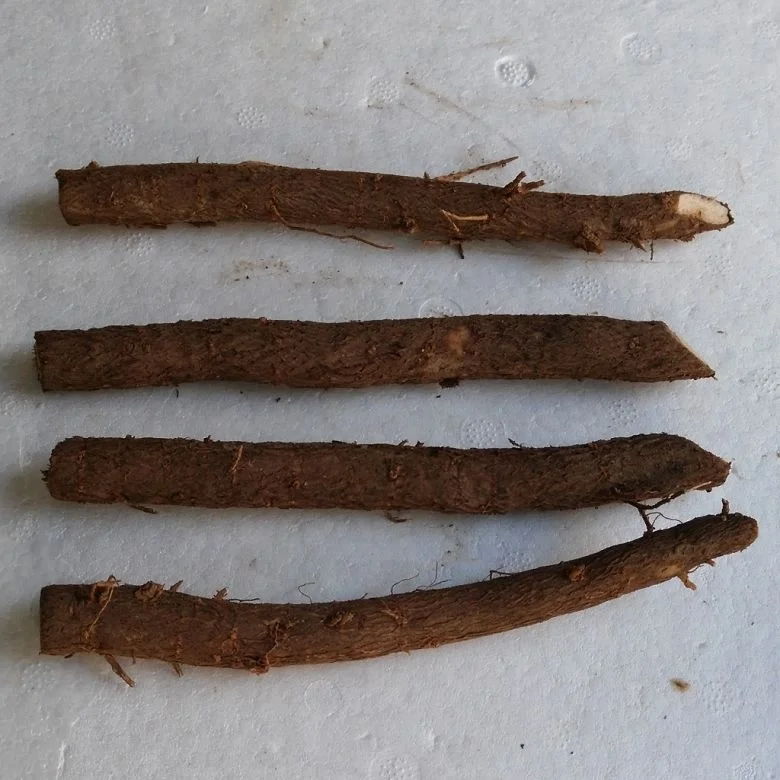 chinese high quality cold resistant fast growing paulownia tomentosa rootstock