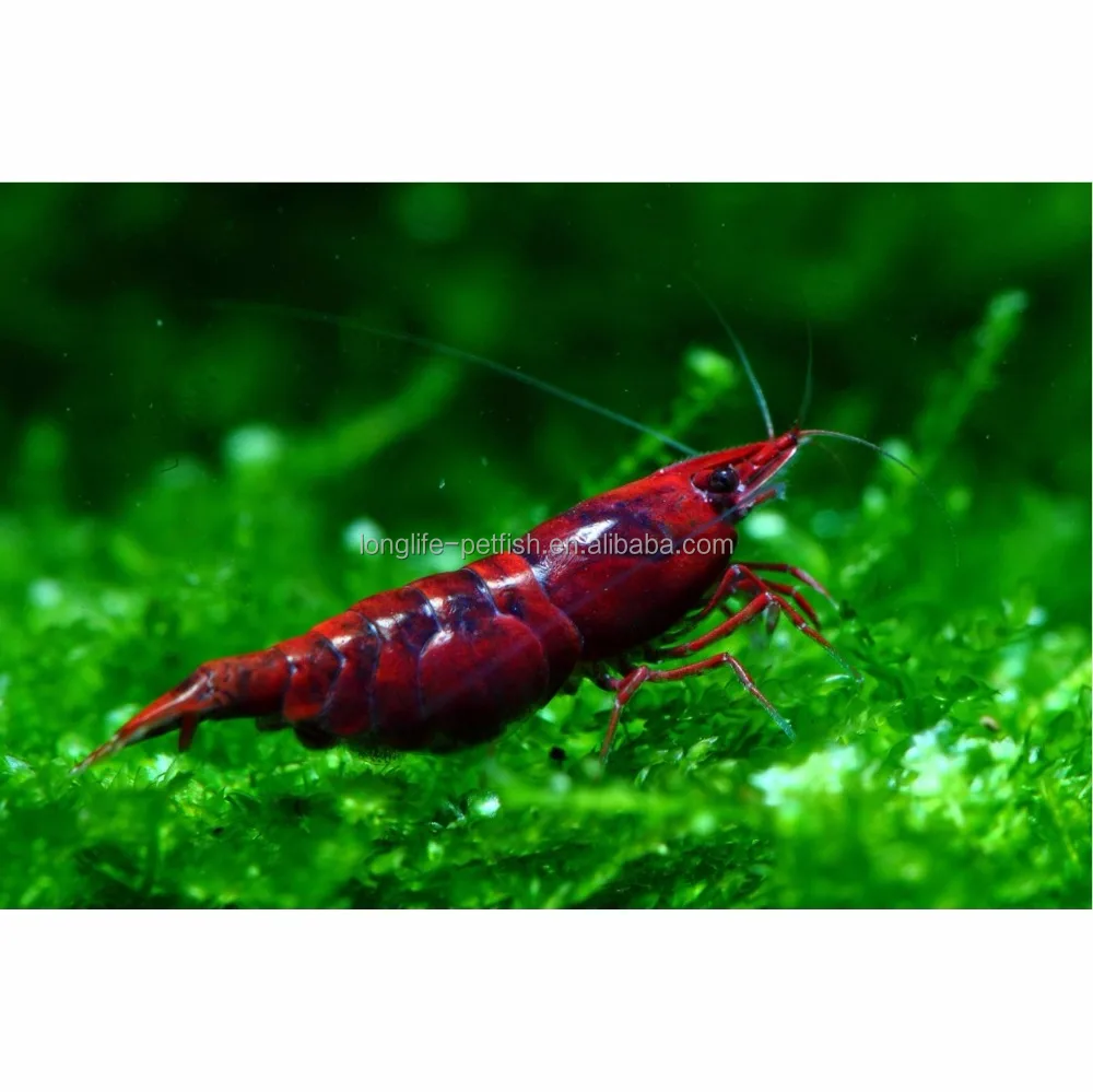 
Hot Selling Tropical Bloody Mary Shrimp 