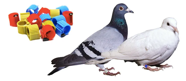 Custom 7mm 9mm 11mm 125Khz 134.2Khz RFID Bands Racing Racer Pigeon Chip Foot Ring Chicken Bird Parrot Jack Sparrow Leg  Ring