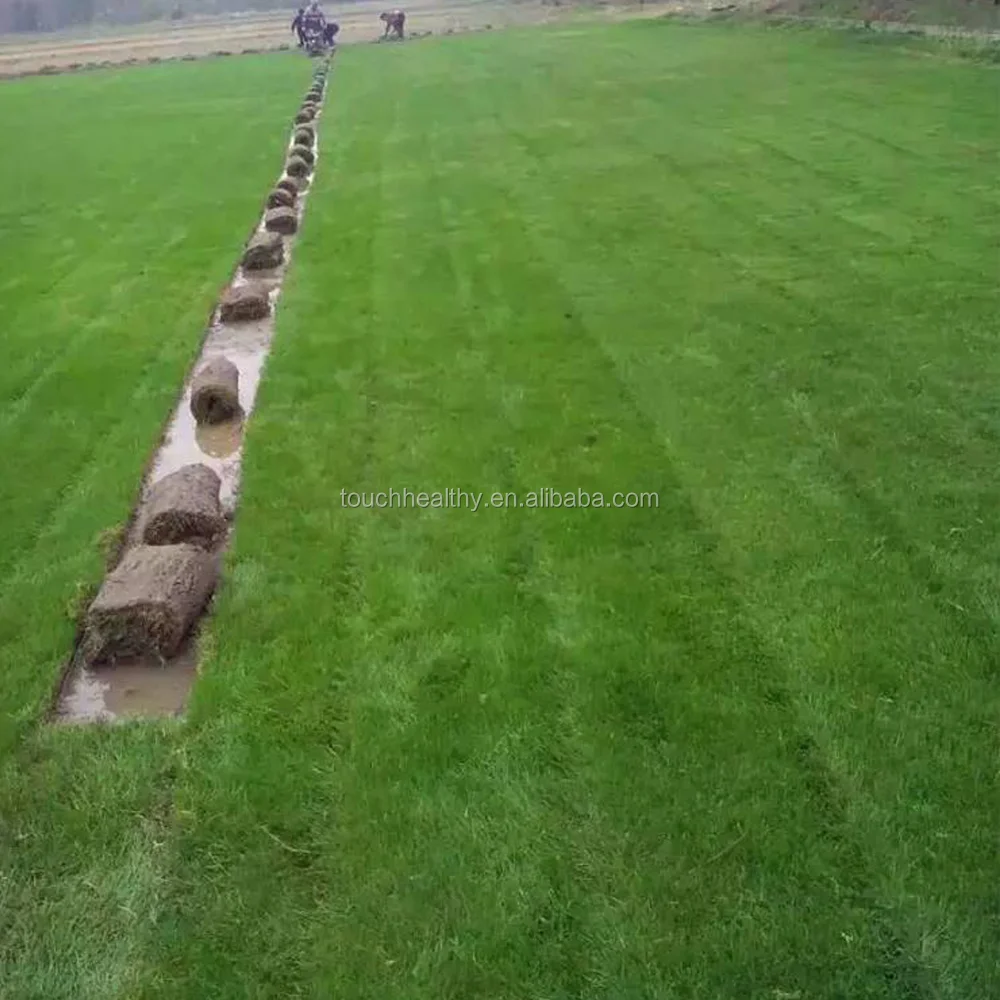 
2021 Unhulled coated Bermuda grass lawn seeds turfgrass seeds for sales 