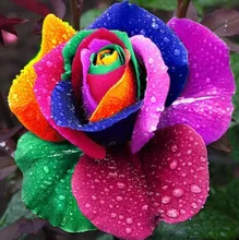 Free shipping 100 Seeds Rare Holland Rainbow Rose Flower Lover Multi-color Plants Home Garden rare rainbow rose flower seeds