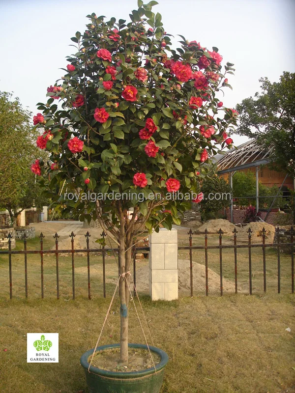 
Camellia japonica Tree Plant 