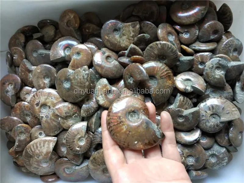 Gleamy Natural Ammonite Fossil, Rainbow Polished Jade Pattern Ammonite Fossil Madagascar