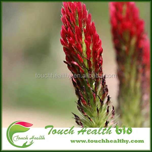 2021 Tincarnatum /Trifolium incarnatum seeds/forage grass seeds
